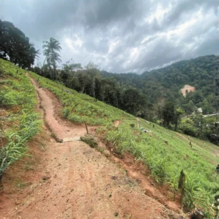 Bentong Ginger Plantation Field