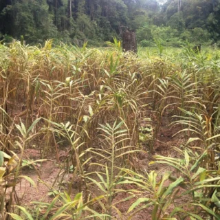 Bentong Gingery Harvest Scenery