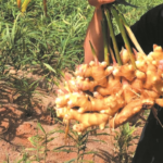 pahang bentong fresh ginger