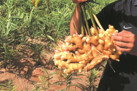 pahang bentong fresh ginger