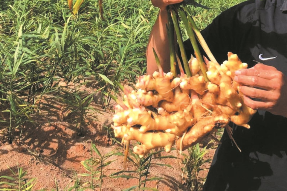 pahang bentong fresh ginger